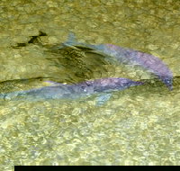 Tangalooma Island Resort Whale Watching Day Cruise with Dolphin Viewing - Tourism Caloundra