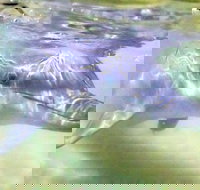 Tangalooma Island Resort Whale Watching Day Cruise with Dolphin Feeding - Tourism Caloundra