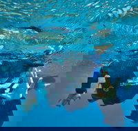 3 Day Whitsundays Sailing and Diving Adventure Kiana - Tourism Caloundra