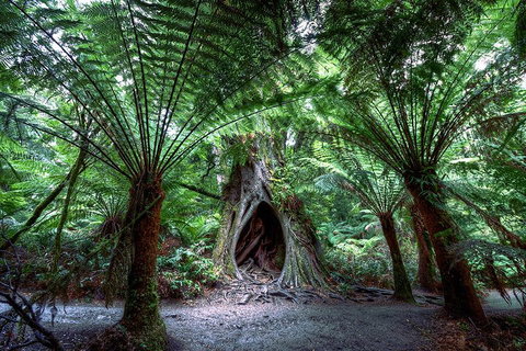 Small-Group Great Ocean Road And 12 Apostles Full-Day Tour From Melbourne - Tourism Caloundra 4