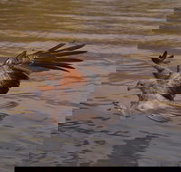 Litchfield and Jumping Crocodiles Full Day Trip from Darwin - Tourism Caloundra