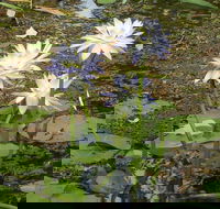 Yellow Water Cruise - Kakadu - Tourism Caloundra