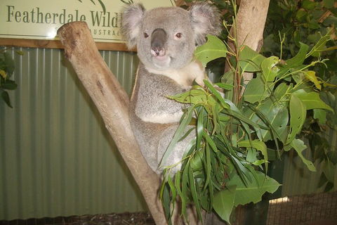 Blue Mountains Private Tour With Wildlife Park And River Cruise - Tourism Caloundra 5