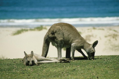 Great Ocean Road Highlights Tour - 2 Days, 1 Night - Tourism Caloundra 2