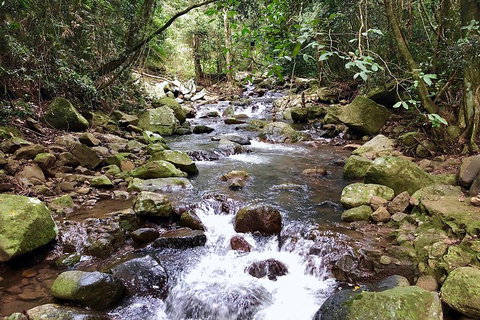 Springbrook Full Day Tour - Tourism Caloundra 0
