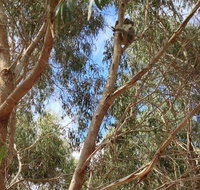 Kangaroo Island 4WD Tour - Best of KI in 2 Days - Tourism Caloundra