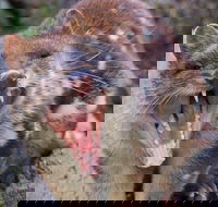 After Dark Tasmanian Devil Feeding Tour at Cradle Mountain - Tourism Caloundra