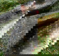 1-Hour Tasmanian Devil Feeding Day Tour at Cradle Mountain - Tourism Caloundra