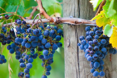 Yarra Valley, Dandenong Ranges Inc. Lunch With Wine,plus Morning Tea,chocolate - Tourism Caloundra 0