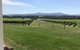 Yarra Valley, Dandenong Ranges Inc. Lunch With Wine,plus Morning Tea,chocolate - thumb 3
