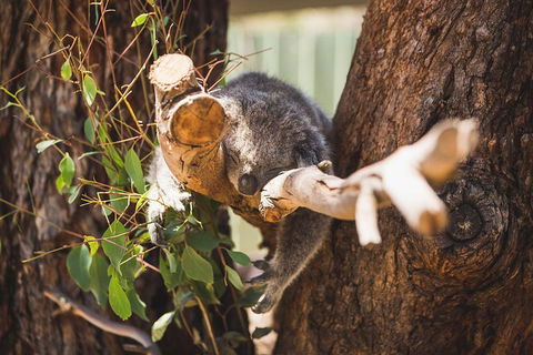 Phillip Island Medium Size Group Tour - Tourism Caloundra 1