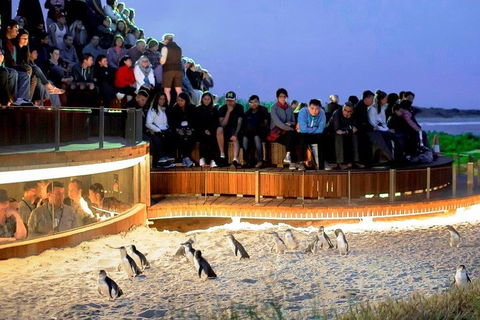 Phillip Island Medium Size Group Tour - Tourism Caloundra 3