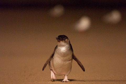 Phillip Island Medium Size Group Tour - Tourism Caloundra 4