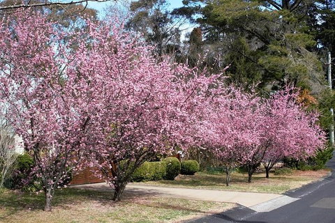 Blue Mountains - Tourism Caloundra 1