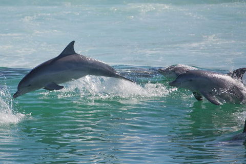Private Port Stephens Day Trip From Sydney Including Dolphin Cruise - Tourism Caloundra 1