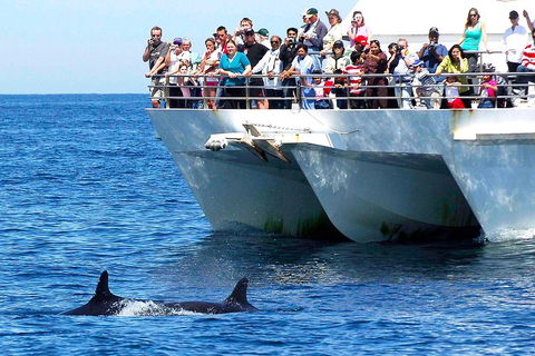 Private Port Stephens Day Trip From Sydney Including Dolphin Cruise - Tourism Caloundra 2