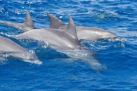 Private Port Stephens Day Trip From Sydney Including Dolphin Cruise - Tourism Caloundra 4