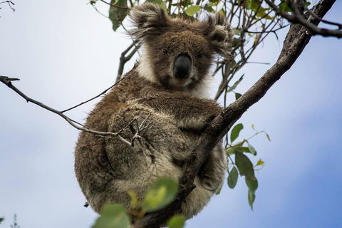 Phillip Island And French Island Wildlife Expedition - Tourism Caloundra 3