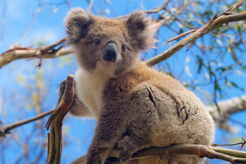 Private Phillip Island Tour - Tourism Caloundra 2