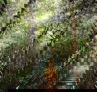 O'Reilly's  Lamington National Park from Gold Coast - Tourism Caloundra