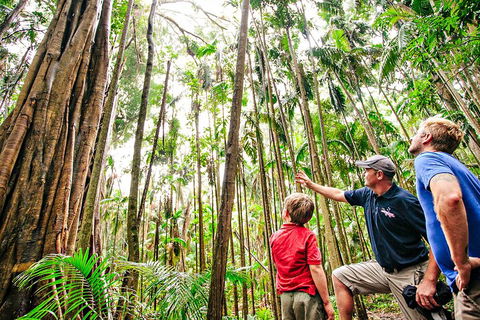 Natural Bridge & Springbrook Waterfalls Tour + Hot Air Balloon With Breakfast - Tourism Caloundra 5