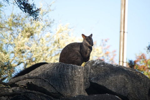 The Explorers' Discovery Tour - Gold, Wine & Wildlife - Tourism Caloundra 4
