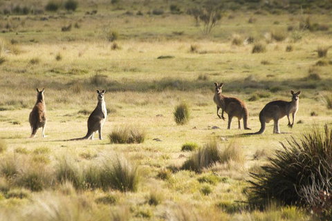 The Explorers' Discovery Tour - Gold, Wine & Wildlife - Tourism Caloundra 5