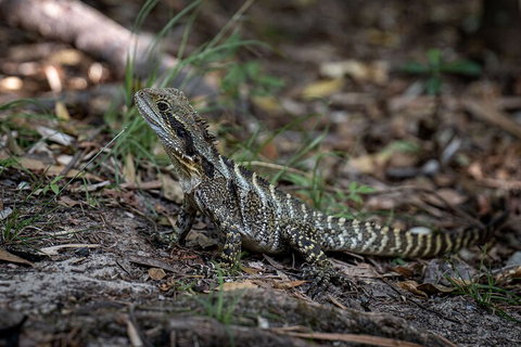 Cape Byron Aboriginal Tour - Tourism Caloundra 3