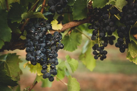 Hideaway Private Tours Hunter Valley- Indulgence Wine Tour (Full Day) - Tourism Caloundra 3