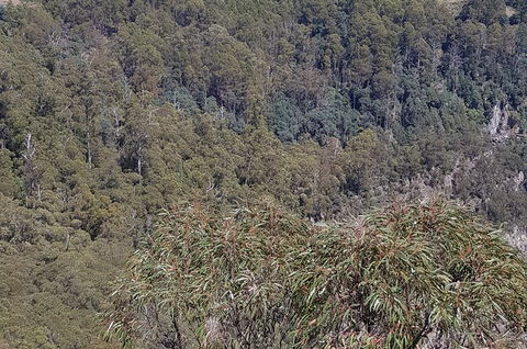 Leven Canyon Day Trip Including Wings Wildlife Park Or Gunns Plains Caves - Tourism Caloundra 4