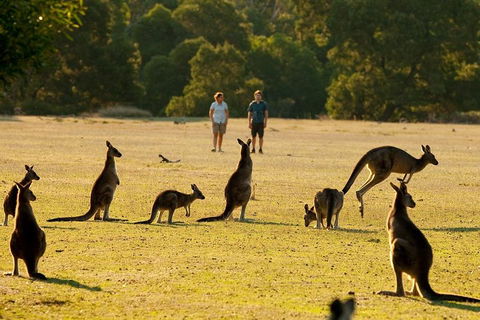 Grampians National Park Small-Group Eco Tour From Melbourne - Tourism Caloundra 4