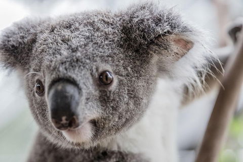 Ultimate Sydney Pass - Tourism Caloundra 2