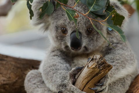Private Phillip Island & Penguin Parade Hiking Tour From Melbourne - Tourism Caloundra 1