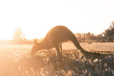Private Phillip Island & Penguin Parade Hiking Tour From Melbourne - Tourism Caloundra 2