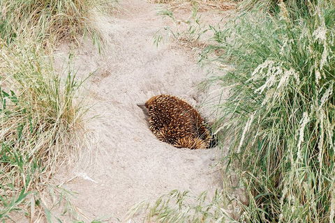 Private Phillip Island & Penguin Parade Hiking Tour From Melbourne - Tourism Caloundra 3