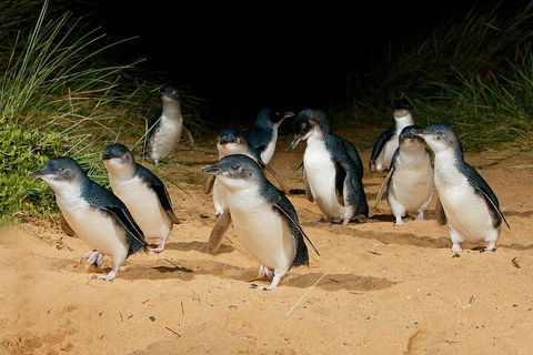 Private Phillip Island & Penguin Parade Hiking Tour From Melbourne - Tourism Caloundra 4