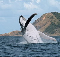 Byron Bay Whale Watching Cruise - Tourism Caloundra