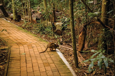 Full Day Sunshine Coast Hinterland Luxury Small Group Tour From Brisbane - Tourism Caloundra 3