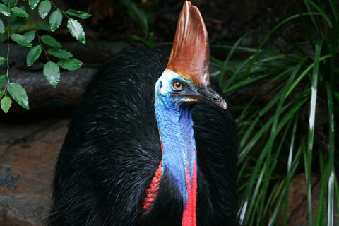 Cape Tribulation, Daintree Rainforest And Wildlife Tour - Tourism Caloundra 5
