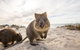 Rottnest Bayseeker Bus Tour From Hillarys Boat Harbour - thumb 1