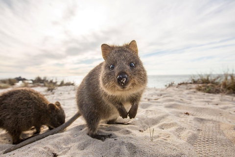 Rottnest Bayseeker Bus Tour From Hillarys Boat Harbour - Tourism Caloundra 1