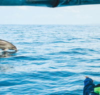 Cruise with Dolphins in Byron Bay - Tourism Caloundra