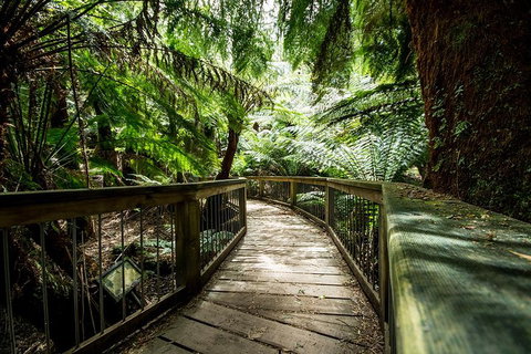 Small-Group Great Ocean Road Experience And Surf Coast Tour - Tourism Caloundra 1