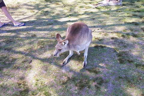 Private & Fully Guided 4-day Sydney Tour Package - Tourism Caloundra 5