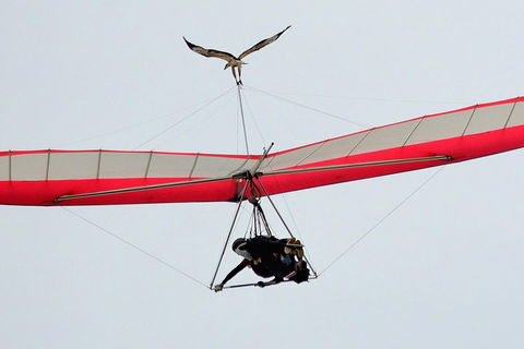 Hang Gliding With HangglideOz - Tourism Caloundra 0