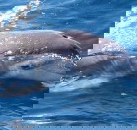Jervis Bay Dolphin Watch Cruise - Tourism Caloundra