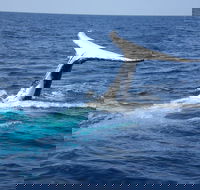 Whale Watching Jervis Bay - Tourism Caloundra
