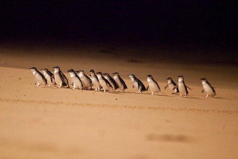 The Ultimate Melbourne Attractions Pass - Tourism Caloundra 5