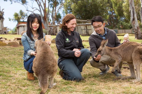Bonorong Wildlife Park And Richmond Afternoon Tour From Hobart - Tourism Caloundra 1