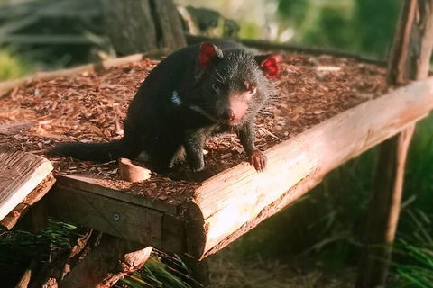 Bonorong Wildlife Park And Richmond Afternoon Tour From Hobart - Tourism Caloundra 4